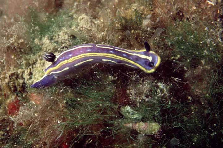 39 Hypselodoris messinensis.jpg